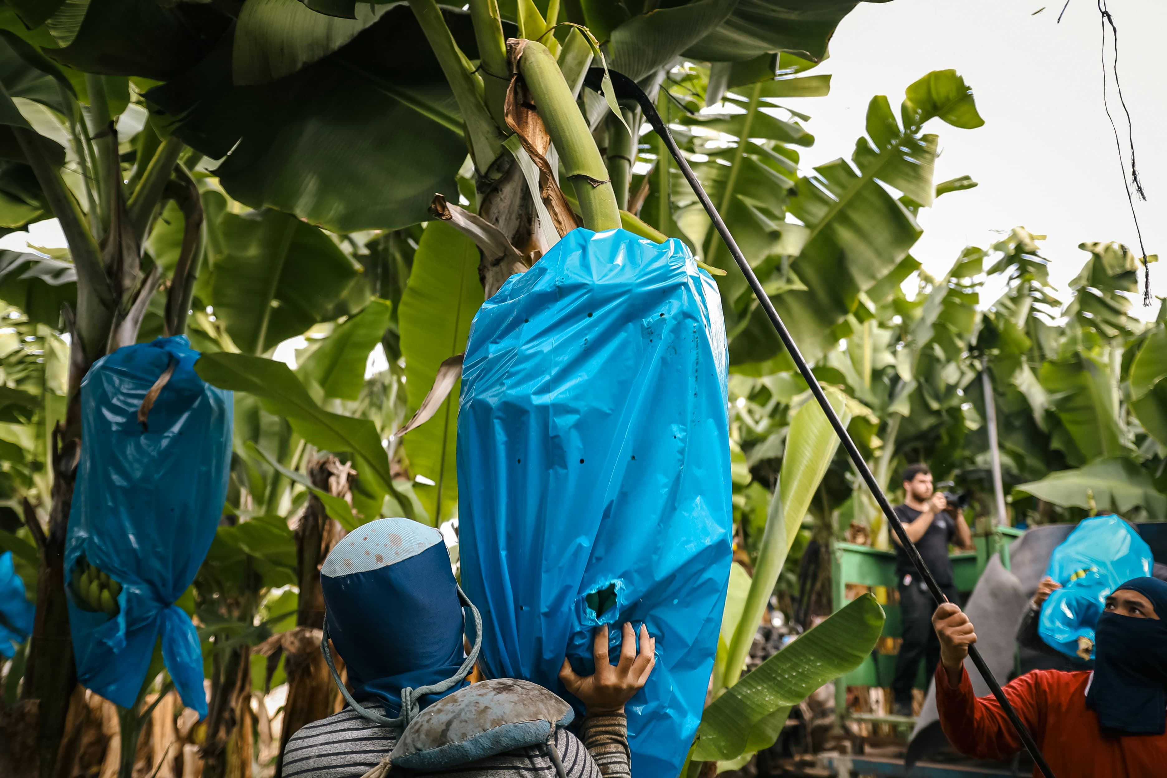 Banana plantation workers carrying large bunches of fruit wrapped in protective blue plastic bags.
